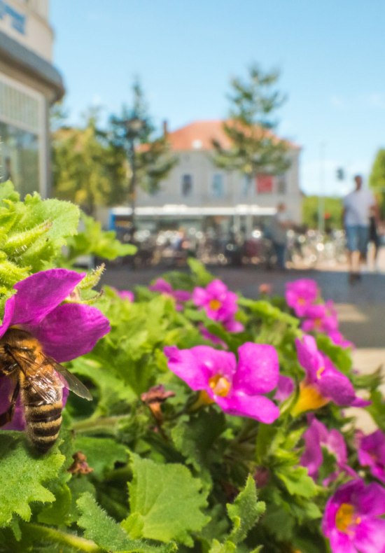 Biene auf Bl&uuml;te in der Fu&szlig;g&auml;ngerzone