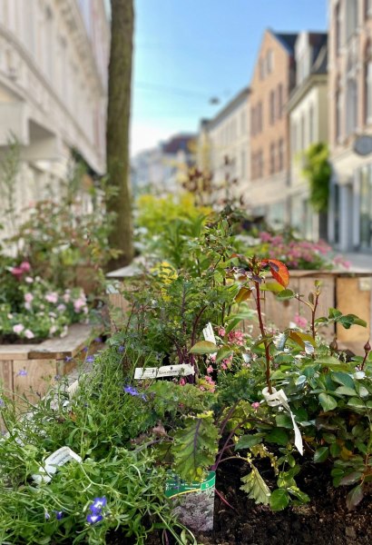 Blick in die Haarenstraße mit einem Stadtgartenbeet im Vordergrund.