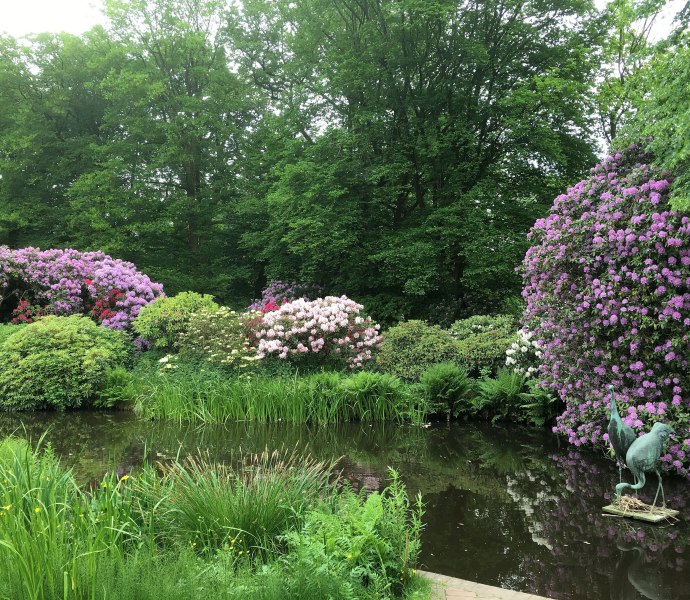 Schlossgarten M&uuml;hlenhunte Rhododendron