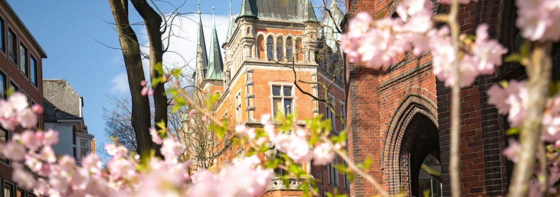 Blick auf das Alte Rathaus mit Kirschblüte im Vordergrund.