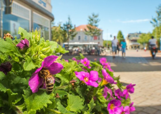 Biene auf Blüte in der Fußgängerzone