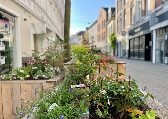Blick auf ein Stadtgartenbeet in der Haarenstraße.