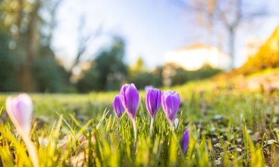 Krokusse auf der Wiese im Oldenburger Schlossgarten im Fr&uuml;hling.
