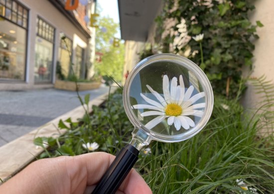 Lupe vor einer Blüte in einem Stadtgarten. 